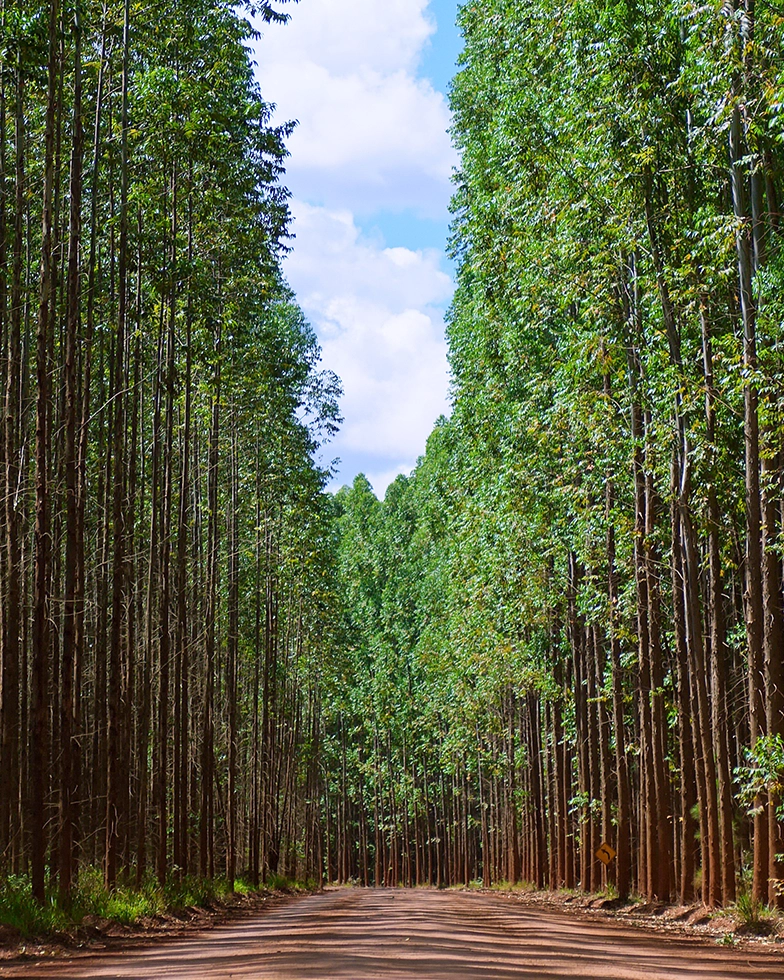 Forest landscape (Photo)