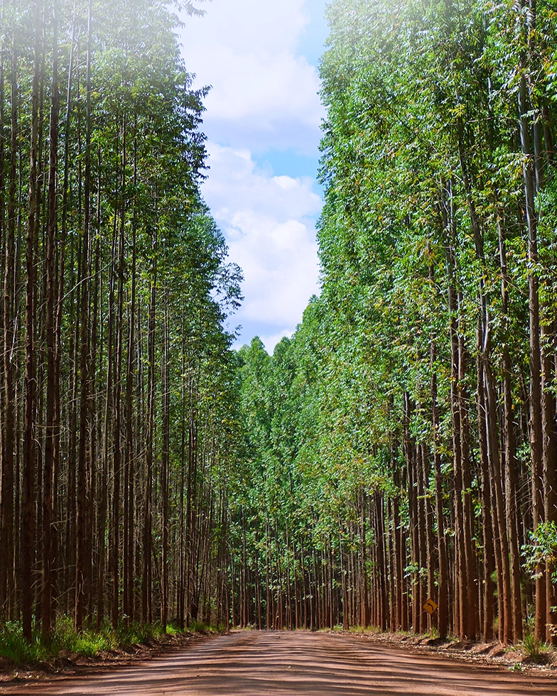 Forest landscape (Photo)