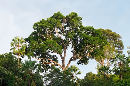 Grüner Baum (Foto)